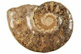 Jurassic Ammonite (Euaspidoceras) Fossil - Madagascar #226713-1